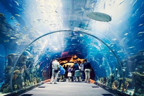 Passeio AquaRio e Boulevard Olímpico Passeio AquaRio e Boulevard Olímpico