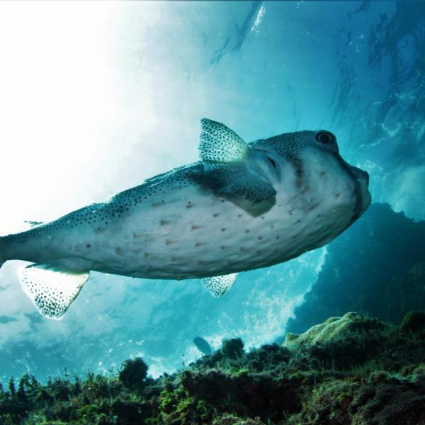 Mergulho com Cilindro em Arraial do Cabo