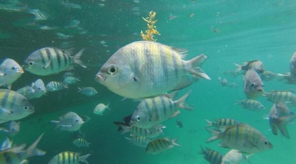 Passeio Meia Volta em Ilha Grande saindo de Conceição de Jacareí