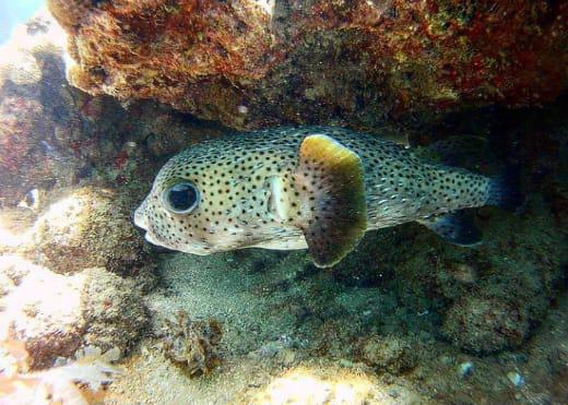 Mergulho com Cilindro em Porto Seguro