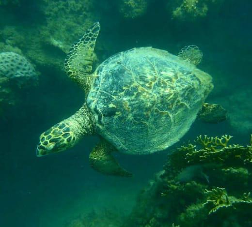 Mergulho com Cilindro em Porto Seguro