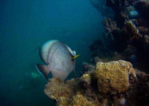 Mergulho com Cilindro em Porto Seguro