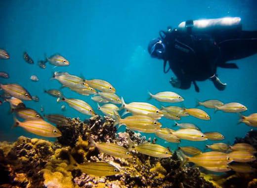 Mergulho em Porto Seguro