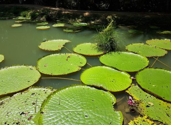 Passeios em Amazonas