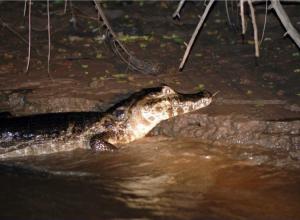 Pesca e Focagem de Jacaré em Manaus Pesca e Focagem de Jacaré em Manaus