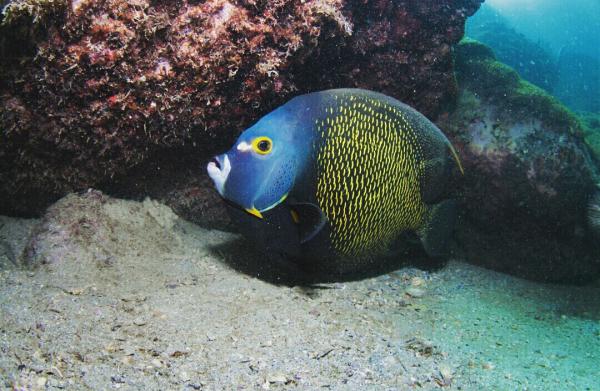 Mergulho com Cilindro em Arraial do Cabo