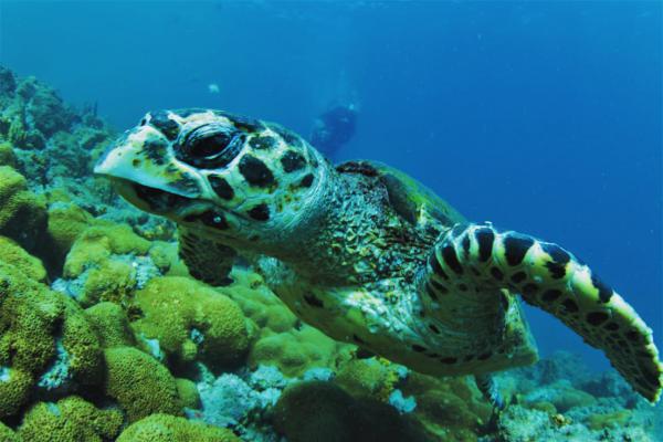 Mergulho com Cilindro em Arraial do Cabo