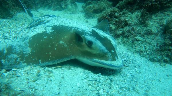 Mergulho com Cilindro em Arraial do Cabo