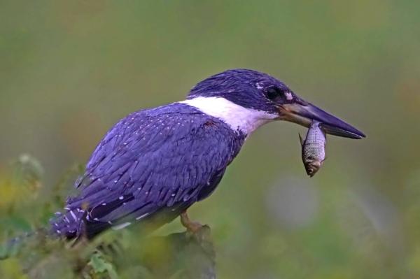 Passeios em Mato Grosso