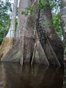 Passeio Bom Dia Amazônia