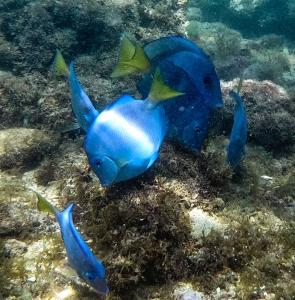 Mergulho com cilindro nas piscinas naturais de João Pessoa