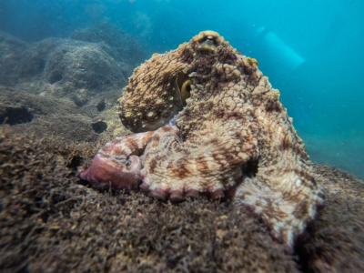 Mergulho com cilindro nas piscinas naturais de João Pessoa