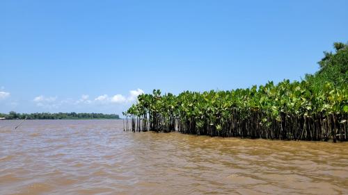 Rivertuor Regional Rio Amazonas + Trilha das Sumaúmas na Selva Amazônica