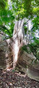 Rivertuor Regional Rio Amazonas + Trilha das Sumaúmas na Selva Amazônica