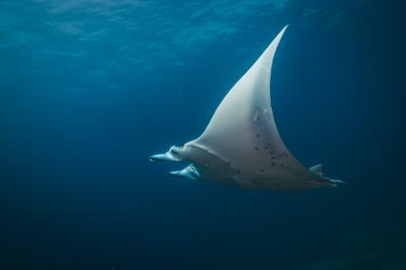 Snorkeling Noturno em Búzios sua máxima aventura