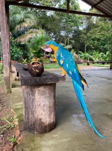 Passeio Bom Dia Amazônia