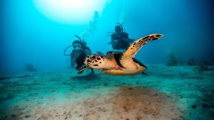 Mergulho, Aventura Subaquática em Búzios