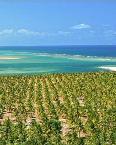 Passeio Praia do Gunga e Barra de São Miguel
