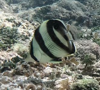 Mergulho com cilindro nas piscinas naturais de João Pessoa