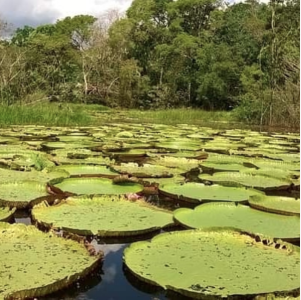 Passeio Museu da Amazonia - MUSA