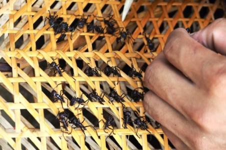 Ritual Da Tucandeira em Manaus