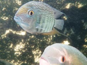 Passeio Museu da Amazonia - MUSA Passeio Museu da Amazonia - MUSA