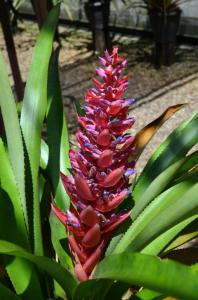 Passeio Museu da Amazonia - MUSA