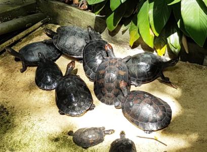 Passeio Museu da Amazonia - MUSA