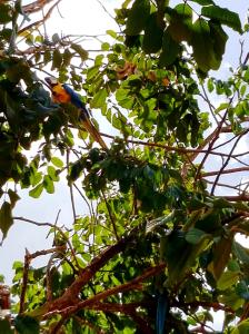 Tour Anavilhanas em 1 Dia