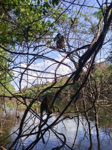 Tour Anavilhanas em 1 Dia