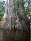 Amazon Amazing Tours